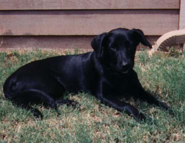 abigail3-2.jpg (23576 bytes)